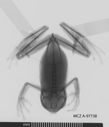 Media type: image;   Herpetology A-97738